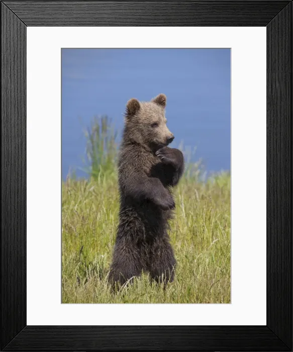 Framed Print : Picture No. 11673032 Framed Print : Picture No. 11673032