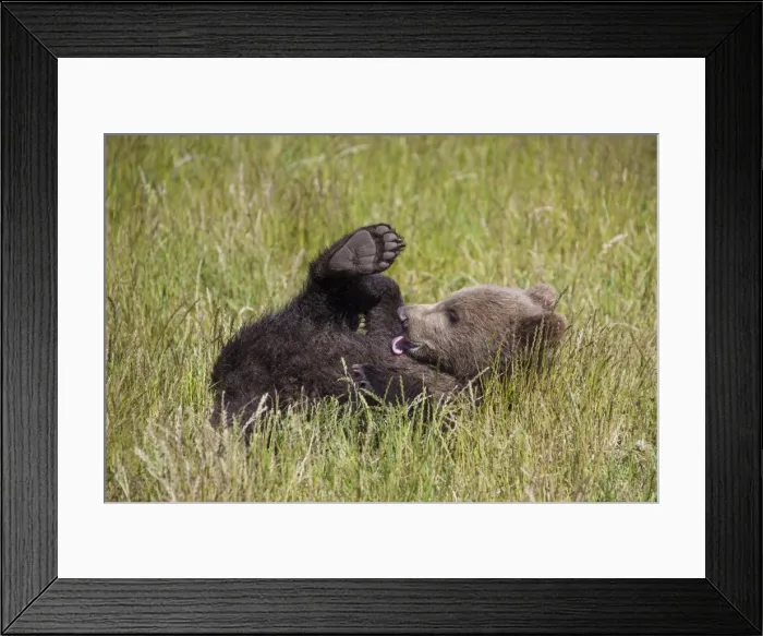 Framed Print : Picture No. 11673033 Framed Print : Picture No. 11673033