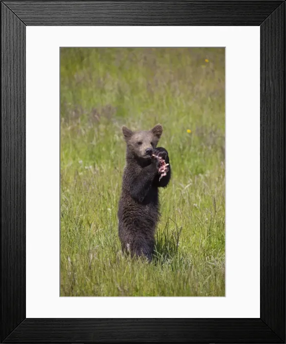 Framed Print : Picture No. 11673034 Framed Print : Picture No. 11673034