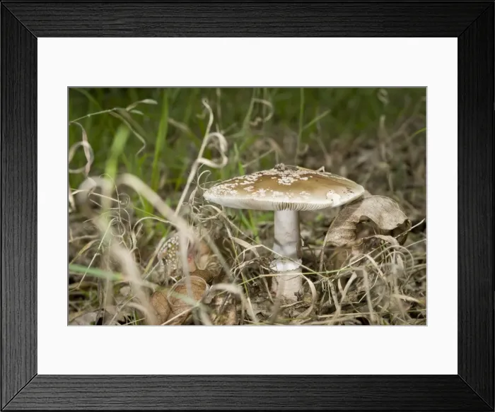 Framed Print : Picture No. 11674792 Framed Print : Picture No. 11674792