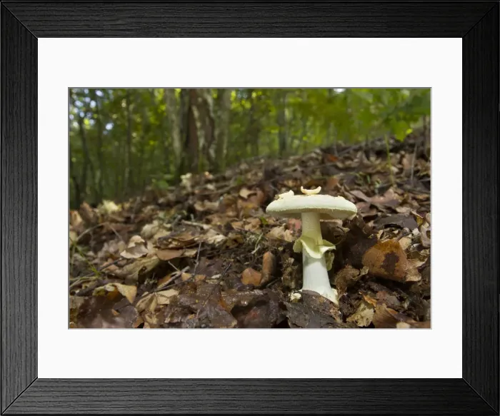 Framed Print : Picture No. 11674791 Framed Print : Picture No. 11674791
