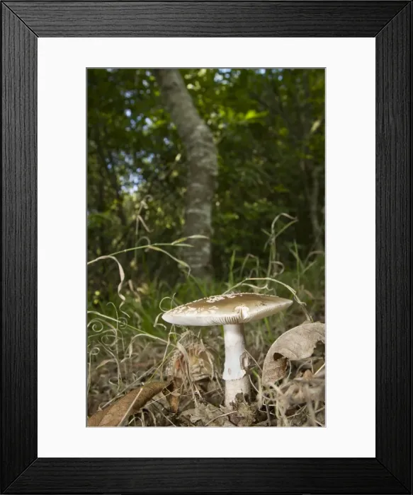 Framed Print : Picture No. 11674793 Framed Print : Picture No. 11674793