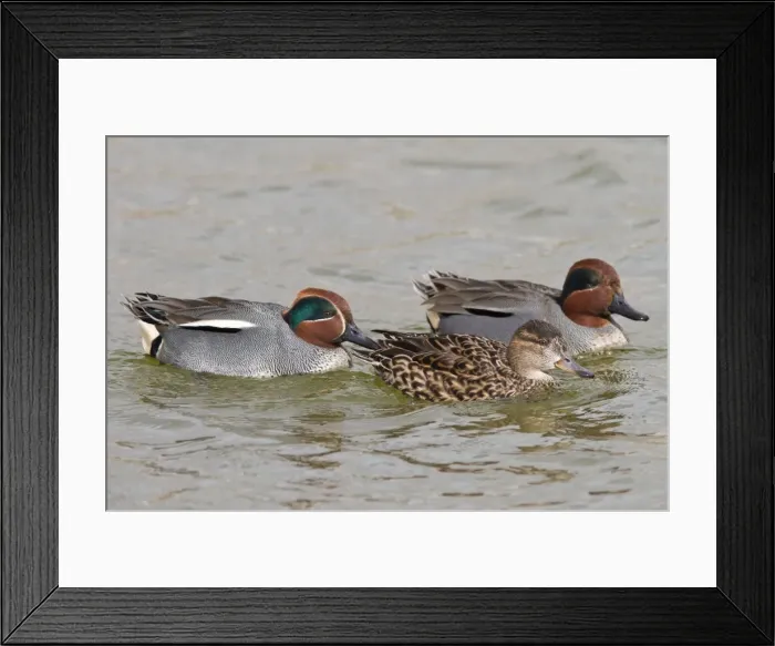 Framed Print : Picture No. 11674794 Framed Print : Picture No. 11674794