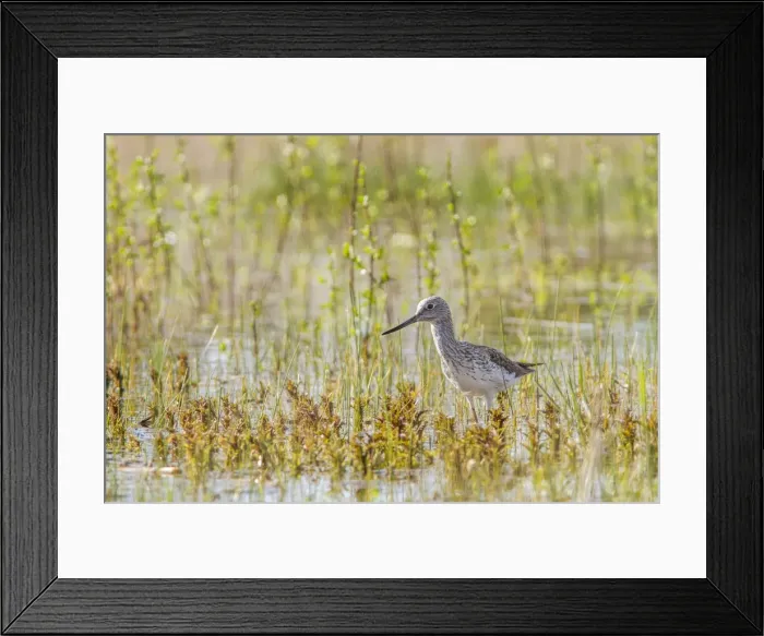 Framed Print : Picture No. 11674795 Framed Print : Picture No. 11674795