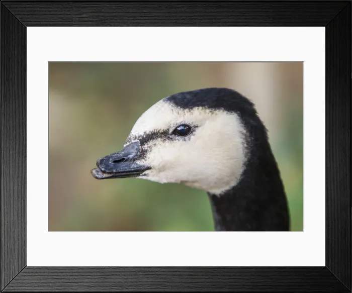 Framed Print : Picture No. 11674796 Framed Print : Picture No. 11674796