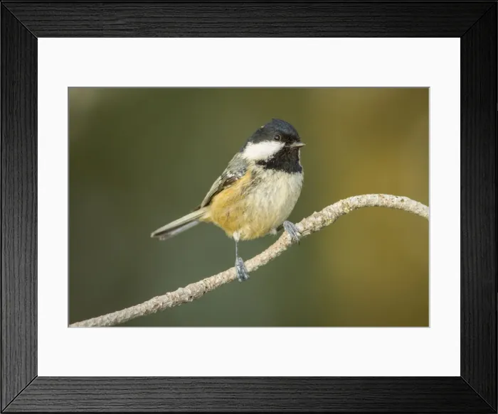 Framed Print : Picture No. 11674798 Framed Print : Picture No. 11674798
