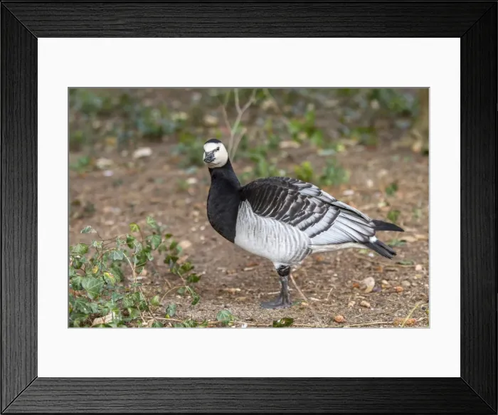 Framed Print : Picture No. 11674797 Framed Print : Picture No. 11674797