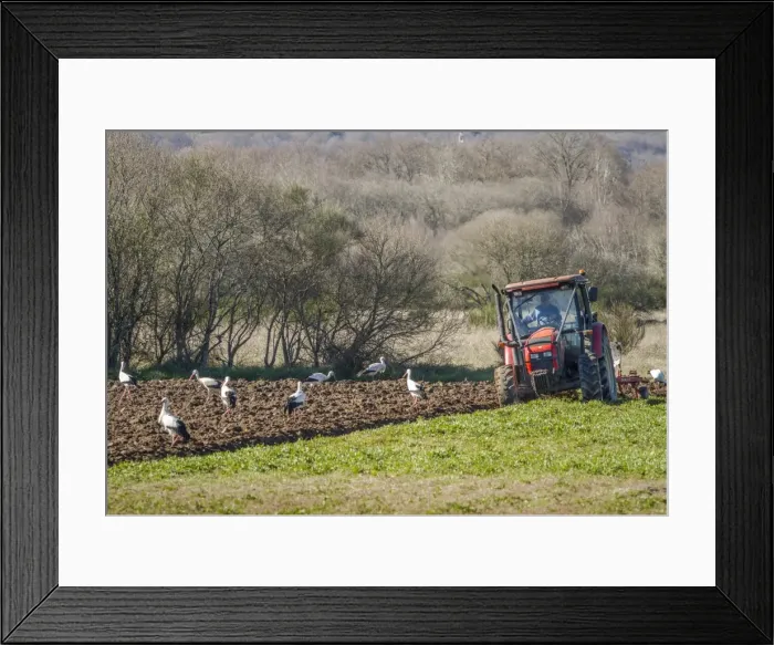 Framed Print : Picture No. 11674801 Framed Print : Picture No. 11674801