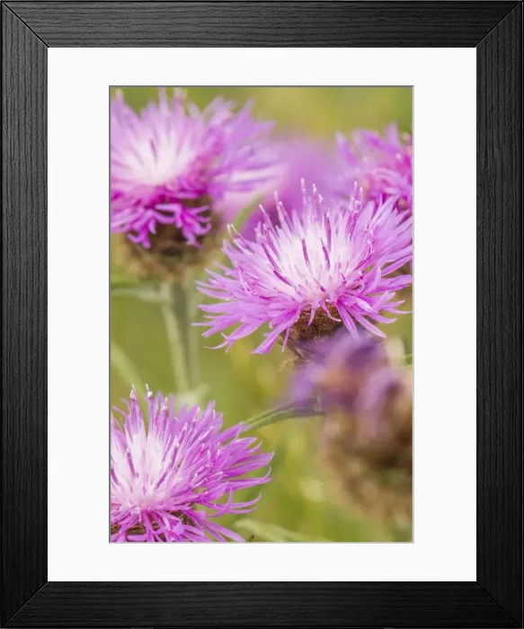 Framed Print : Picture No. 11674800 Framed Print : Picture No. 11674800