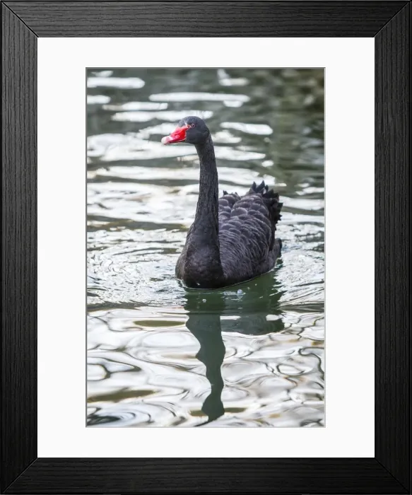Framed Print : Picture No. 11674802 Framed Print : Picture No. 11674802