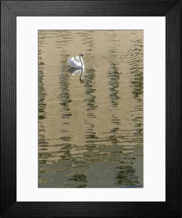 Framed Print : Picture No. 11674803 Framed Print : Picture No. 11674803