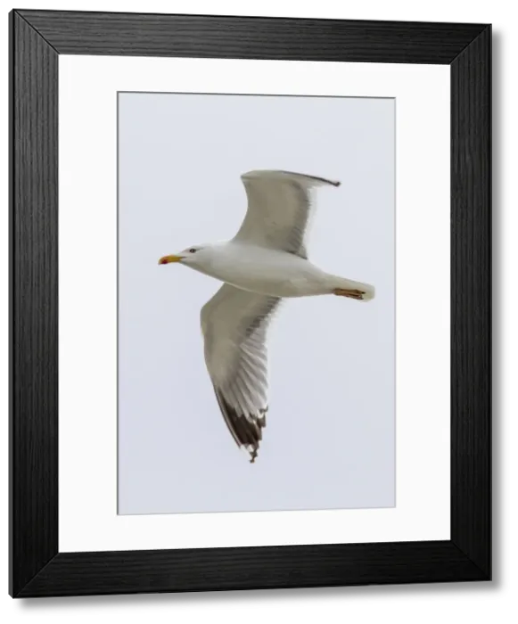 Framed Print : Picture No. 11674807 Framed Print : Picture No. 11674807