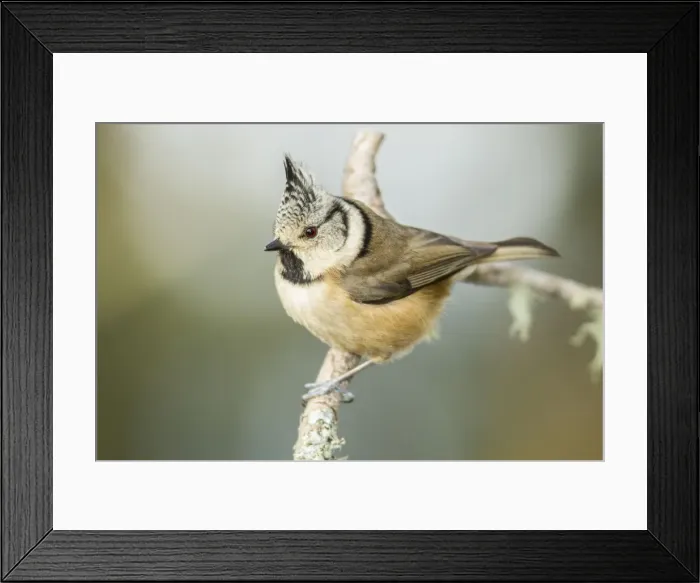 Framed Print : Picture No. 11674808 Framed Print : Picture No. 11674808