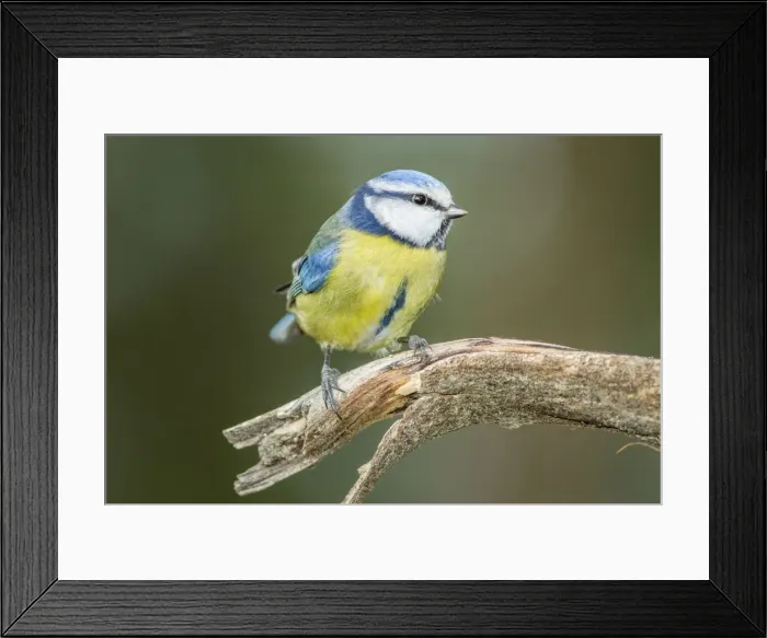 Framed Print : Picture No. 11674809 Framed Print : Picture No. 11674809