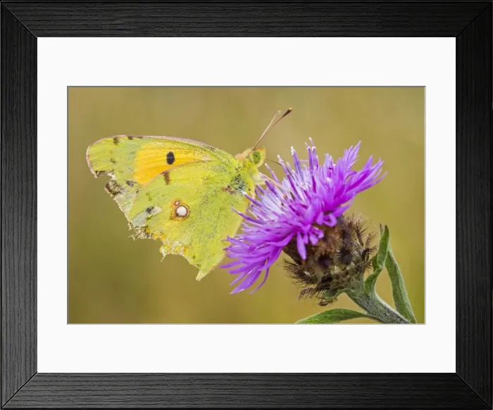 Framed Print : Picture No. 11674806 Framed Print : Picture No. 11674806