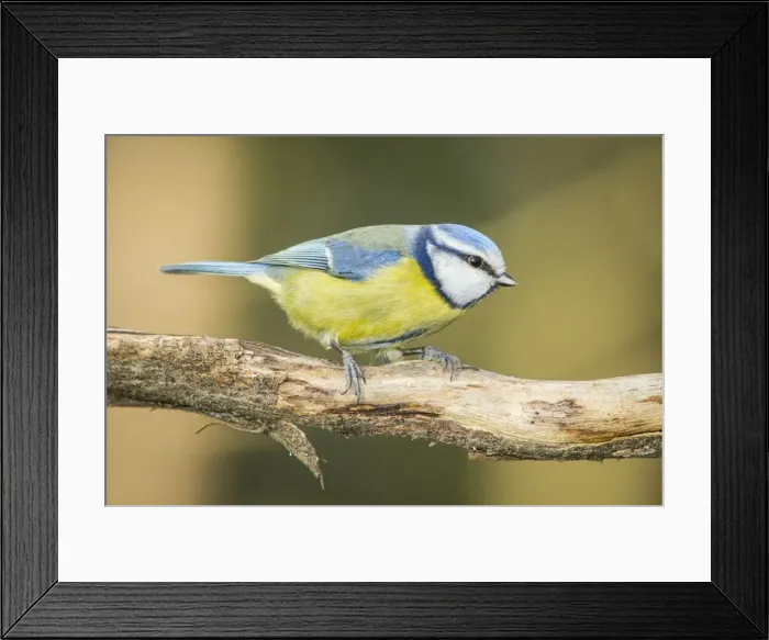 Framed Print : Picture No. 11674810 Framed Print : Picture No. 11674810