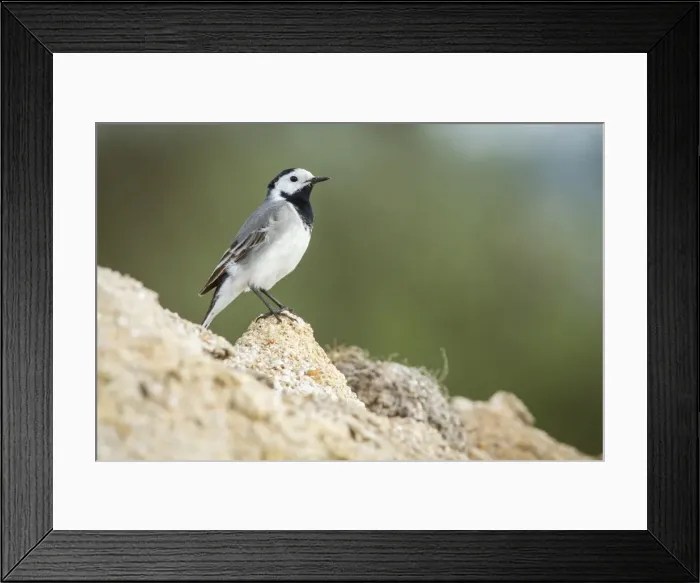 Framed Print : Picture No. 11674812 Framed Print : Picture No. 11674812