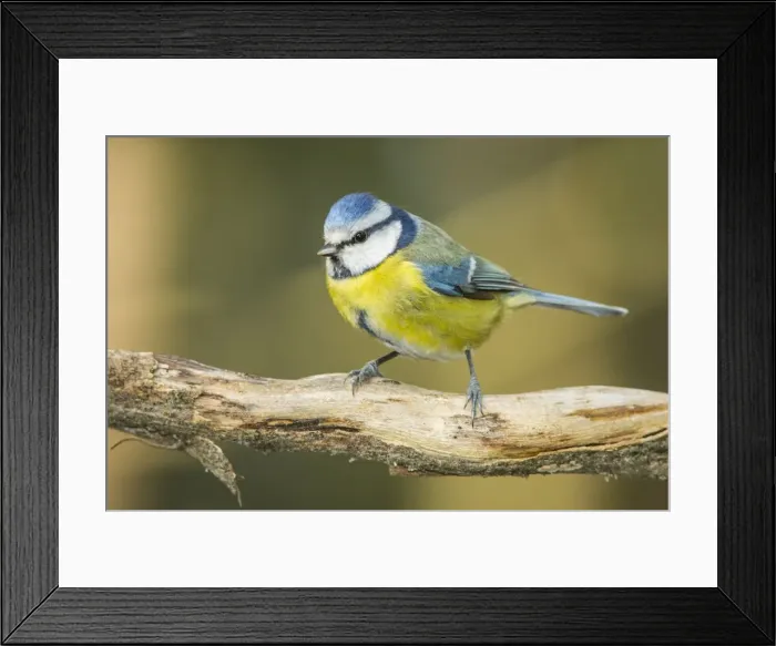 Framed Print : Picture No. 11674811 Framed Print : Picture No. 11674811