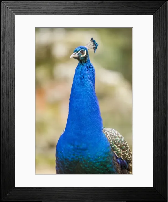 Framed Print : Picture No. 11674814 Framed Print : Picture No. 11674814