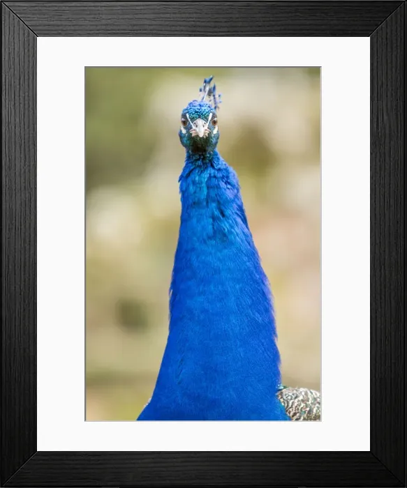 Framed Print : Picture No. 11674815 Framed Print : Picture No. 11674815