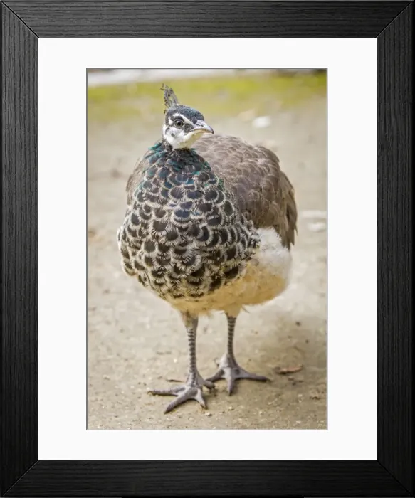 Framed Print : Picture No. 11674816 Framed Print : Picture No. 11674816