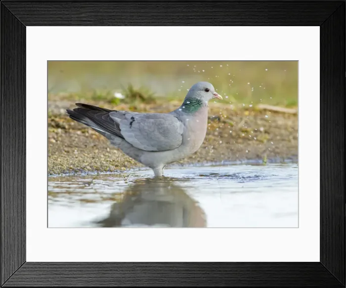 Framed Print : Picture No. 11674813 Framed Print : Picture No. 11674813