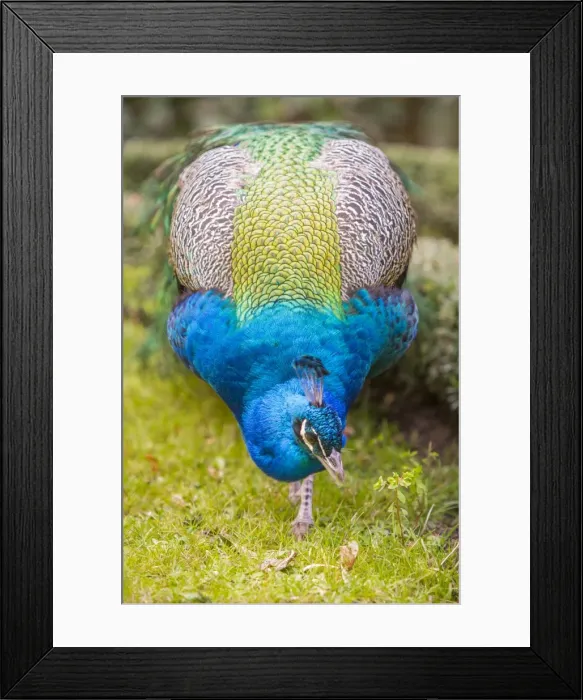Framed Print : Picture No. 11674817 Framed Print : Picture No. 11674817