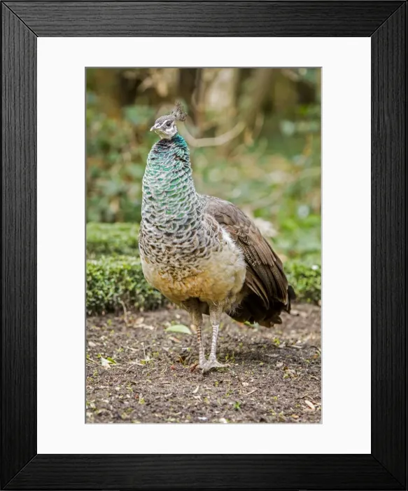 Framed Print : Picture No. 11674818 Framed Print : Picture No. 11674818