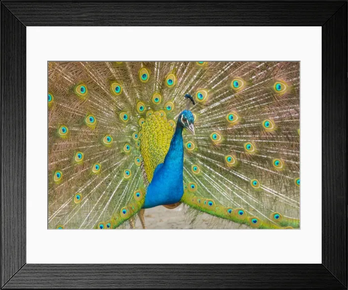 Framed Print : Picture No. 11674819 Framed Print : Picture No. 11674819