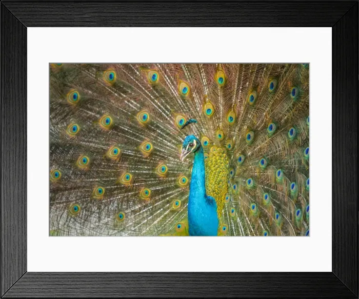 Framed Print : Picture No. 11674821 Framed Print : Picture No. 11674821