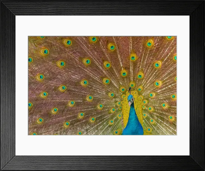 Framed Print : Picture No. 11674822 Framed Print : Picture No. 11674822