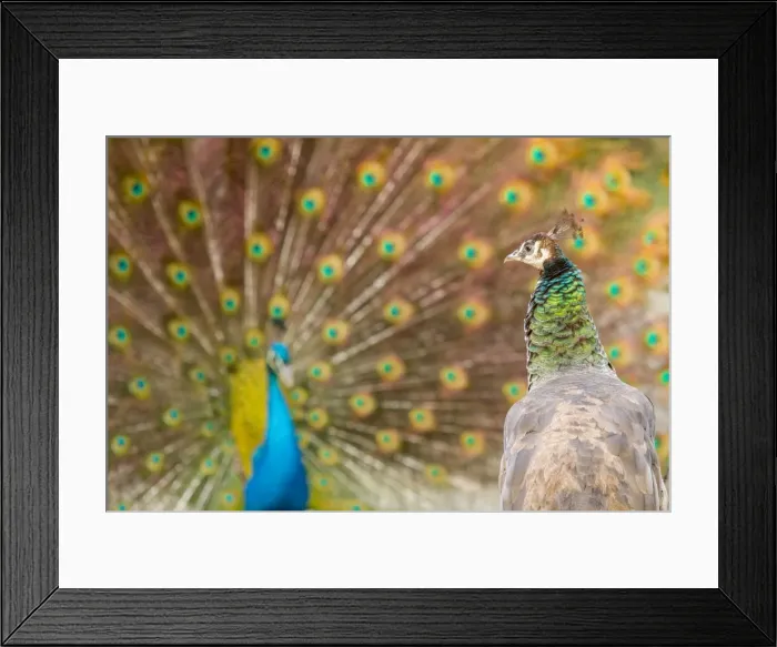 Framed Print : Picture No. 11674823 Framed Print : Picture No. 11674823