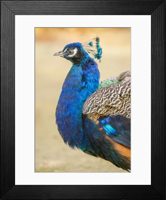 Framed Print : Picture No. 11674824 Framed Print : Picture No. 11674824