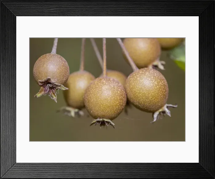 Framed Print : Picture No. 11674826 Framed Print : Picture No. 11674826