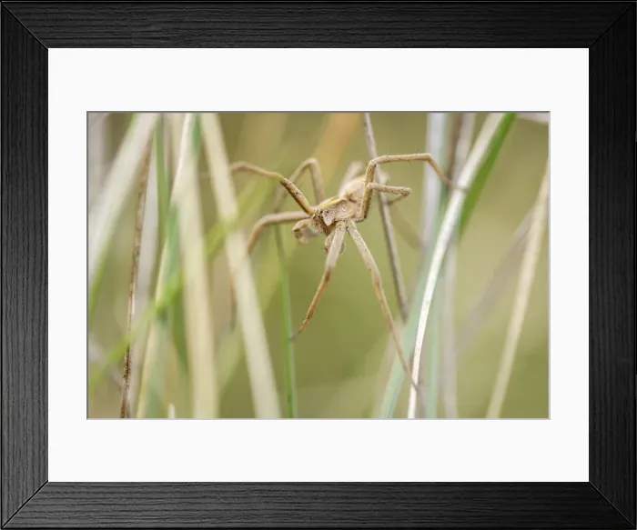 Framed Print : Picture No. 11674827 Framed Print : Picture No. 11674827