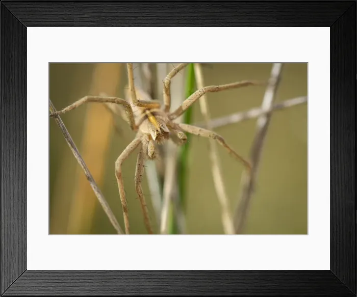 Framed Print : Picture No. 11674829 Framed Print : Picture No. 11674829