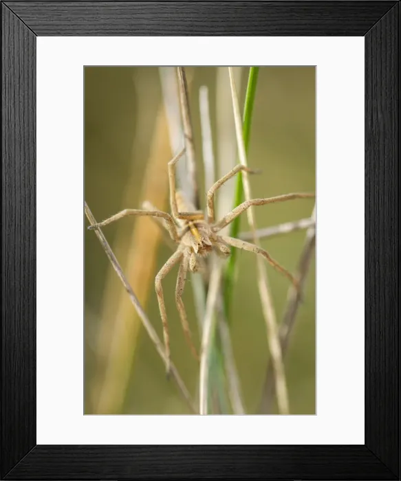 Framed Print : Picture No. 11674828