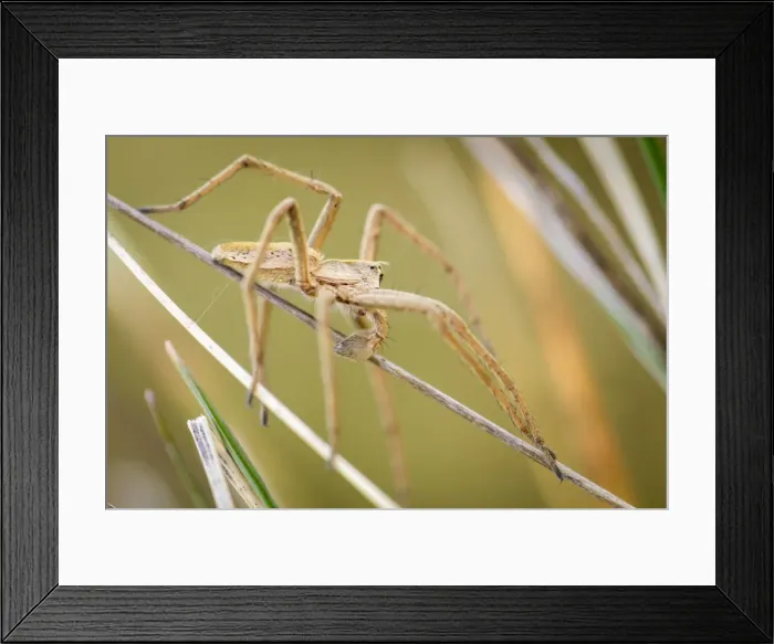 Framed Print : Picture No. 11674830 Framed Print : Picture No. 11674830