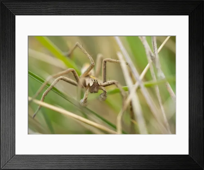 Framed Print : Picture No. 11674831 Framed Print : Picture No. 11674831