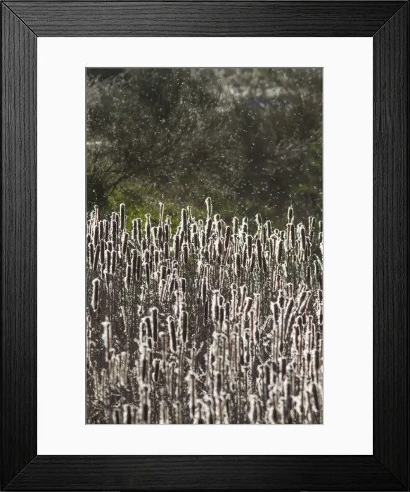 Framed Print : Picture No. 11674837 Framed Print : Picture No. 11674837