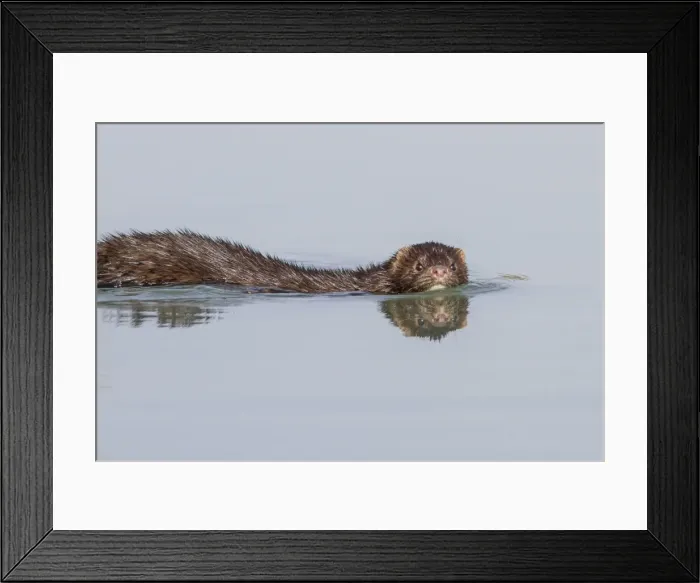 Framed Print : Picture No. 11674839 Framed Print : Picture No. 11674839