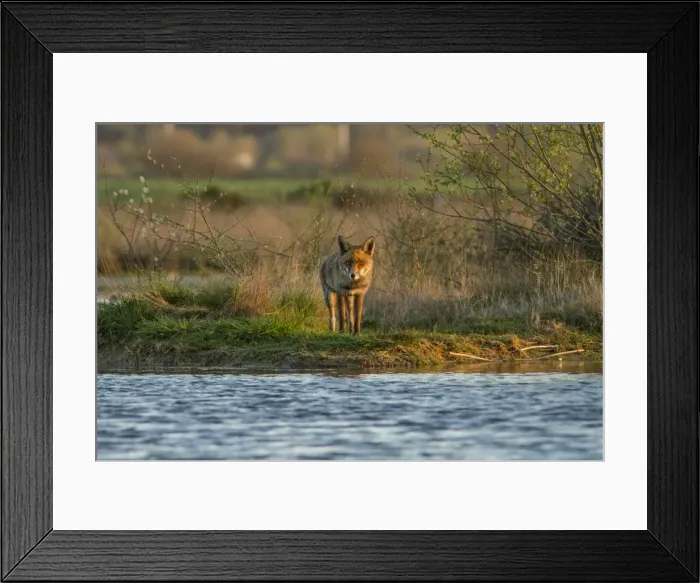 Framed Print : Picture No. 11674840 Framed Print : Picture No. 11674840