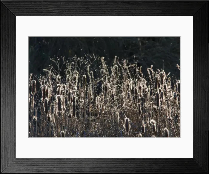 Framed Print : Picture No. 11674838 Framed Print : Picture No. 11674838