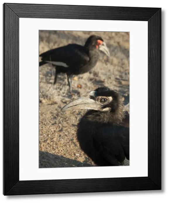 Framed Print : Picture No. 11674935 Framed Print : Picture No. 11674935