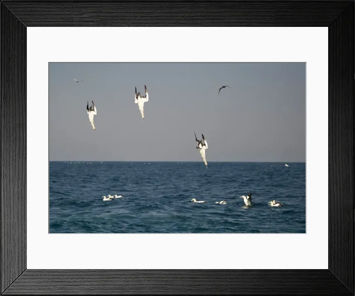 Framed Print : Picture No. 11674939 Framed Print : Picture No. 11674939