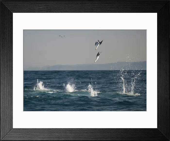 Framed Print : Picture No. 11674940 Framed Print : Picture No. 11674940