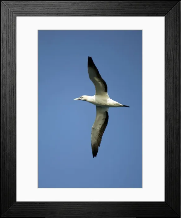 Framed Print : Picture No. 11674943 Framed Print : Picture No. 11674943