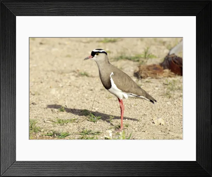 Framed Print : Picture No. 11674944 Framed Print : Picture No. 11674944