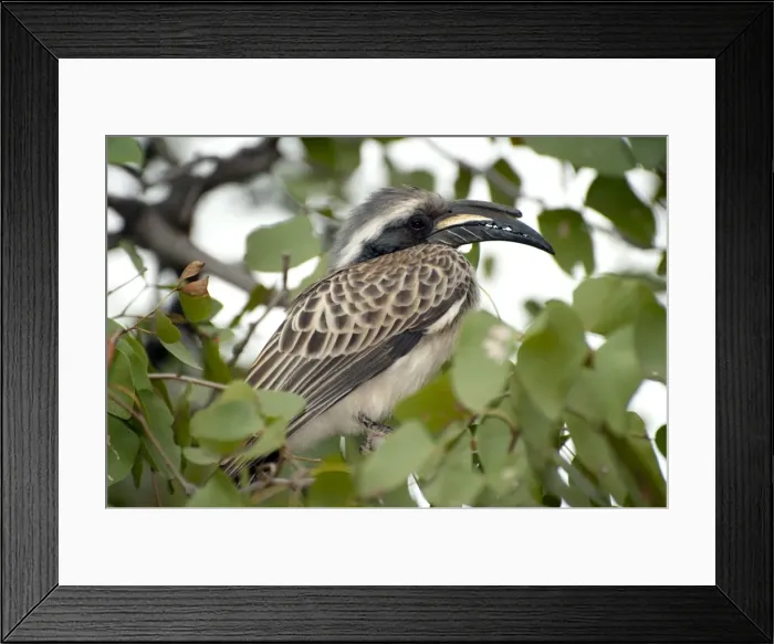 Framed Print : Picture No. 11674945 Framed Print : Picture No. 11674945