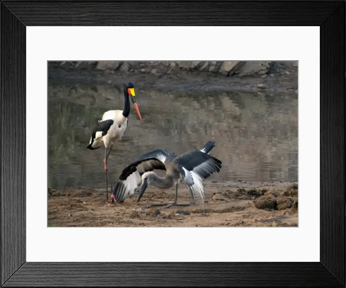 Framed Print : Picture No. 11674946 Framed Print : Picture No. 11674946